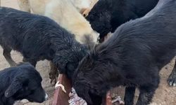 Haykoya Derneği Yıkım Tehdidiyle Karşı Karşıya
