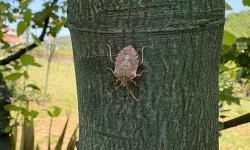 Kahverengi kokarcayla 3 yıllık mücadele planı