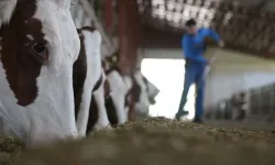 2026'da hayvancılık sektörüne rekor destek