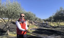 Aydın, zeytincilikte Türkiye’nin zirvesinde