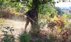 Kestane hasat sezonu için hazırlıklar başladı