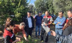 Aydın’da sakız ağacı üretimi yaygınlaştırılacak