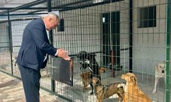 Başkan Yıldırımkaya: Sultanhisar’da can dostlar emin ellerde