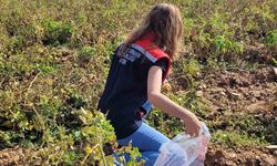 Hasat öncesi pestisit denetimleri sürüyor