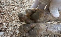 Çizgili sırtlan sanıldı, kurt çıktı