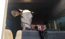 Didim’den kaçan hayvan hırsızları Konya’da yakalandı