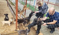Germencik Sokak Hayvanları Rehabilitasyon Merkezi açılıyor