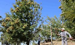Nazilli’de kestane işçi yevmiyeleri belli oldu