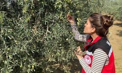 Zeytin sineğine karşı acil uyarı
