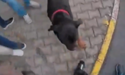Ağızlıksız gezdirilen Rottweiler dehşet saçtı
