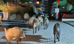 Domuzlar Kuşadası'nda şehir merkezine indi
