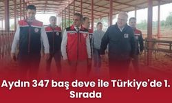 Aydın 347 baş deve ile Türkiye'de 1. Sırada