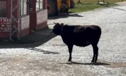 Yaylada arkadaş iki ineğin yürek burkan ayrılığı