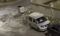Şehir merkezinde kurt görüldü