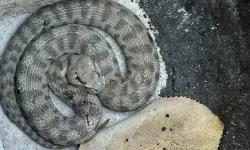 Kedi ve yılanının kavgası kameralara yansıdı