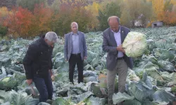 Ata tohumlarıyla lahana hasadı başladı