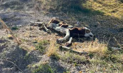 Boş arazide 8 ölü buzağı bulundu