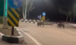 Adana'da domuz sürüsü görüldü