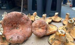 Aydın’da çıntar çıktı, kilosu 500 TL