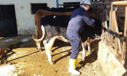 Aydın'da şap hastalığına karşı aşılama çalışmaları sürüyor