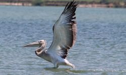 Oltaya takılan pelikanı balıkçılar kurtardı