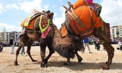 Deve güreşlerine şap engeli