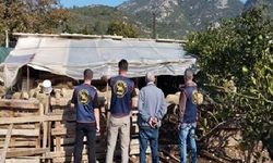 Germencik’te çalınan hayvanlar sahibine teslim edildi