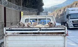 Hayvan hastalıkları ile mücadelede yol kontrolleri devam ediyor