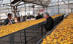 Meşhur cennet hurması cips oldu