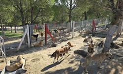 İlçelerdeki sahipsiz köpekler toplanıyor