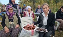 Kaymakam Kan, kestane hasadına katıldı