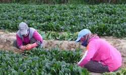 Kış sebzesi ıspanakta hasat bolluğu