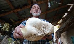 3 kilo dev mantar bulundu