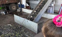 Minikler zeytinin ağaçtan sofraya uzanan serüvenini öğrendi