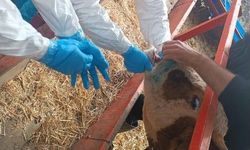 Şap hastalığıyla mücadele sürüyor