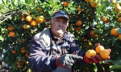 Rekolte arttı, Satsuma mandalinası pazarda yerini aldı