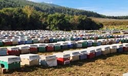 Söke’de arılı kovan tespiti yapıldı