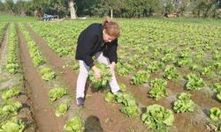 Söke’de marul tarlalarında numune alındı