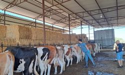 Söke’de şap hastalığı nedeniyle hayvan hareketleri kısıtlandı