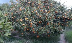 Söke’de zararlı popülasyonunda artış görüldü