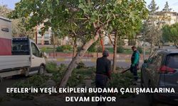 Efelerin ekipleri budama çalışmalarına devam ediyor