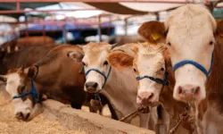 Tarım ve Orman Bakanlığından Şap açıklaması