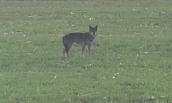 Popülasyonu artan kurtlar köylere indi