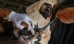 Bozdoğan'da şap hastalığı tespit edildi