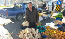 Paşa Yaylası’ndan çıkan dev mantarlar pazarda ilgi odağı oldu