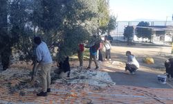 Bozdoğan'da öğrenciler zeytin hasadı yaptı