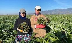 Coğrafi İşaretli Aydın Enginarı'nda yılın ilk hasadı yapıldı