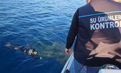 Denizlerdeki hayalet ağlar temizleniyor