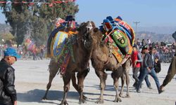 Deve güreşlerinin geleceğini aşılama oranı belirleyecek