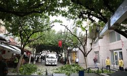 İncirliova Sevgi Yolu'ndaki ağaçlara bakım